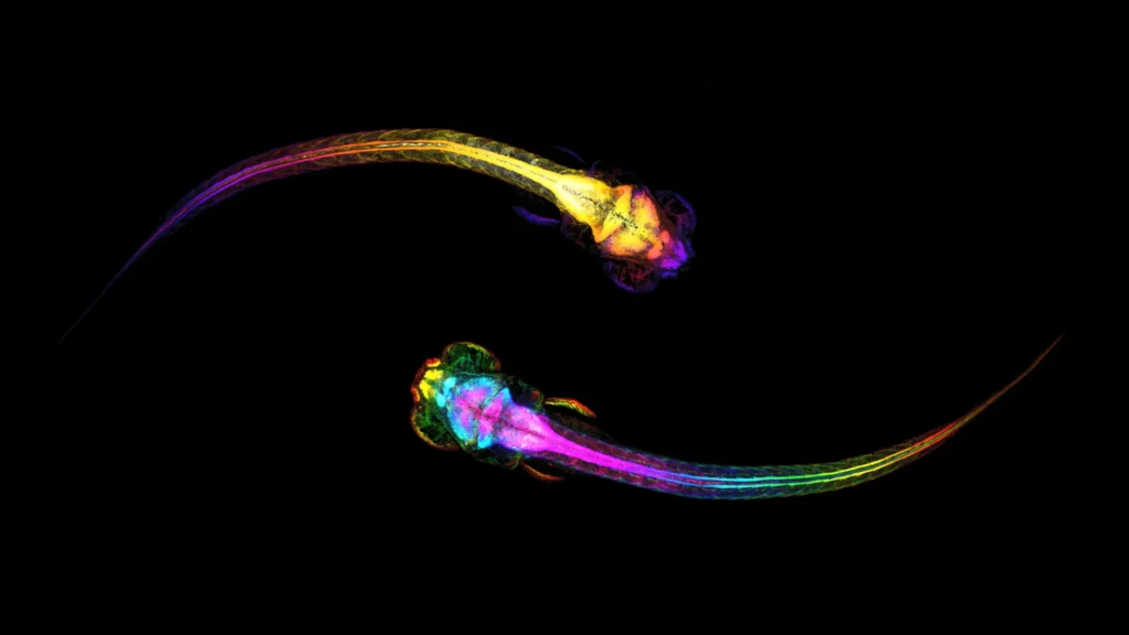 Seu cérebro começa a tomar decisões sociais antes de você.