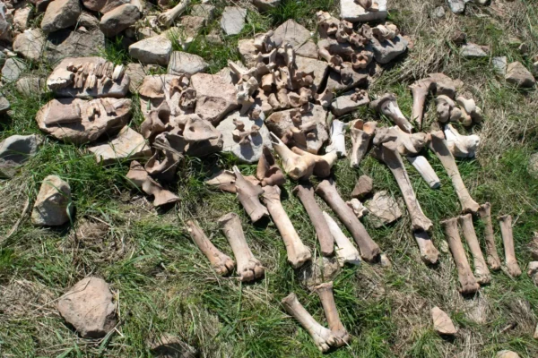 O mistério de 1.100 anos do local de caça ao bisão perdido de Montana finalmente resolvido