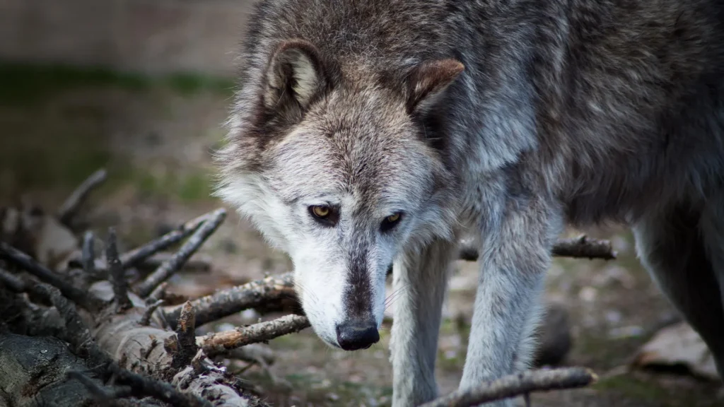 Os lobos de Yellowstone podem não ter remodelado o parque nacional afinal