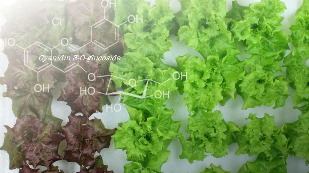 Cientistas transformaram alface vermelha em verde e algo surpreendente aconteceu