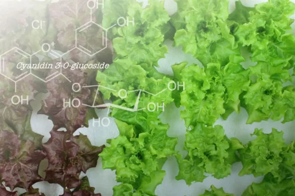 Cientistas transformaram alface vermelha em verde e algo surpreendente aconteceu