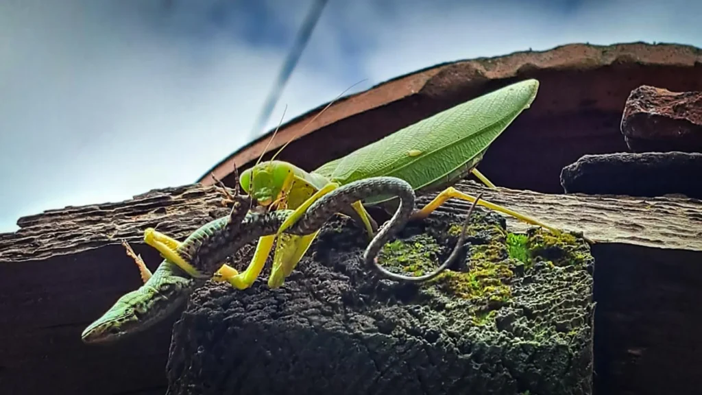 Cientistas alertam que as mantídeos asiáticos invasores ameaçam a fauna da Europa