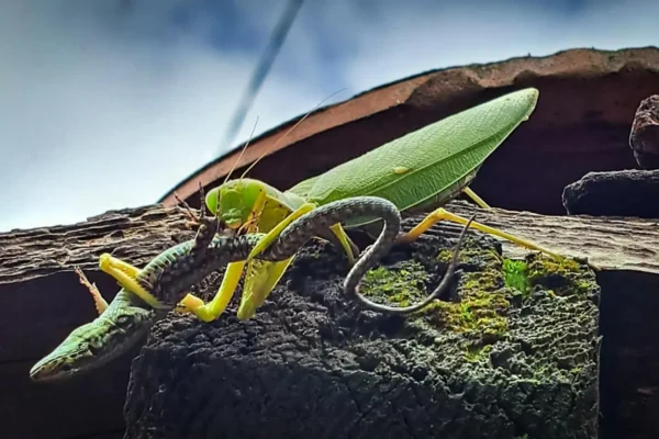 Cientistas alertam que as mantídeos asiáticos invasores ameaçam a fauna da Europa
