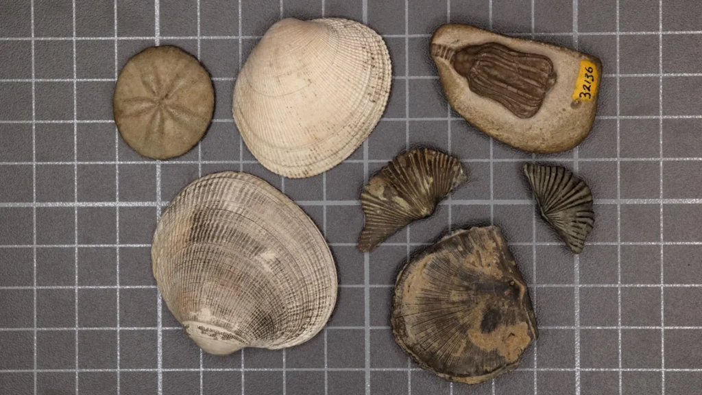 Cientistas finalmente resolvem o mistério da maior extinção em massa da Terra