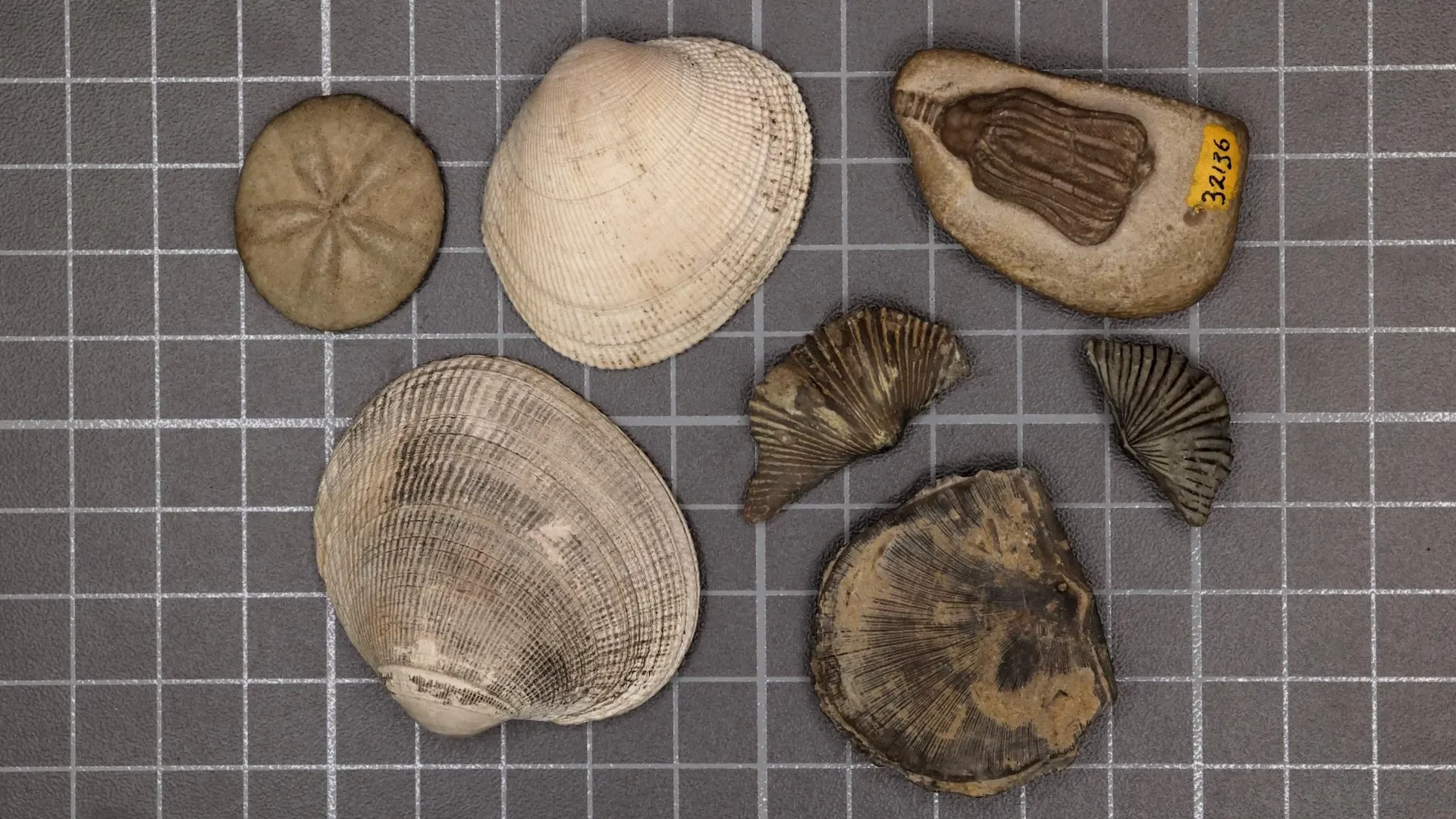 Cientistas finalmente resolvem o mistério da maior extinção em massa da Terra