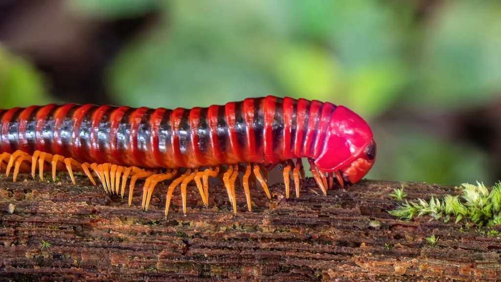 Milípedes superam vertebrados na conquista da terra por 80 milhões de anos