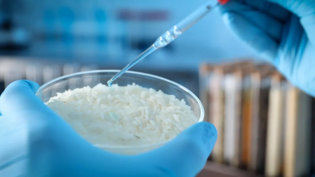 Cientistas descobrem uma propriedade estranha no arroz e o transformam em um material inteligente