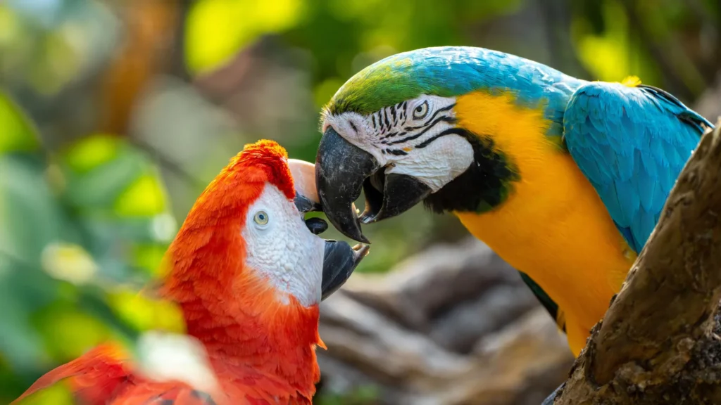 Parrots May Actually Use Names, Scientists Discover